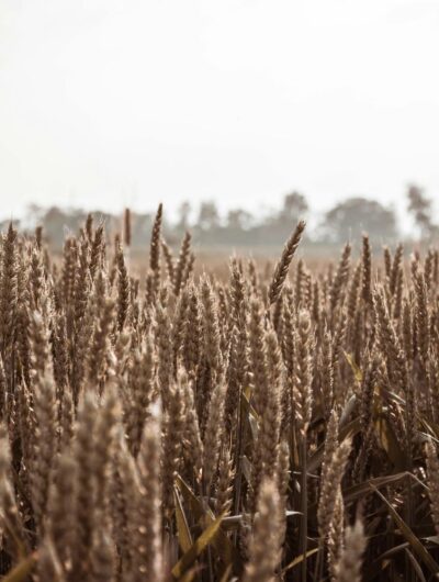 agro-alimentaire I Cabinet de recrutement Linman & Associés